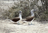 728_Blauwvoetgenten, Isla de la Plata